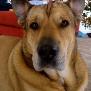 Meet your Posher, Fergus